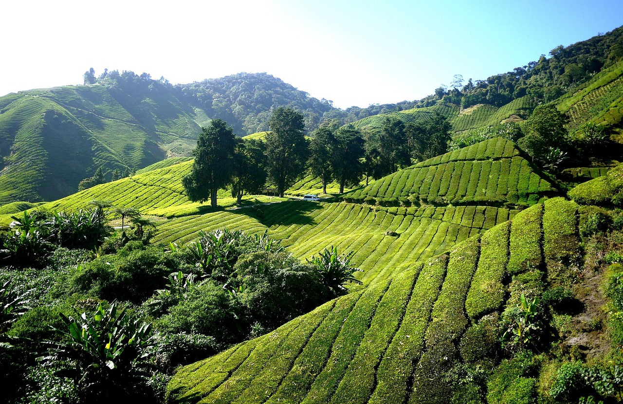 Cameron Highlands Tour
