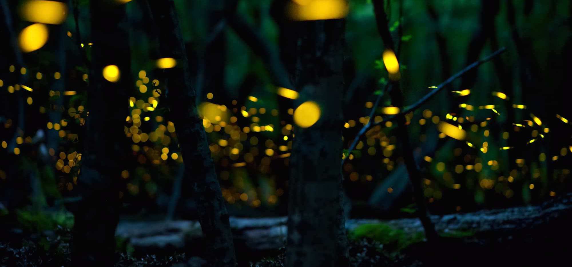 Kampung Kuantan Fireflies Tour